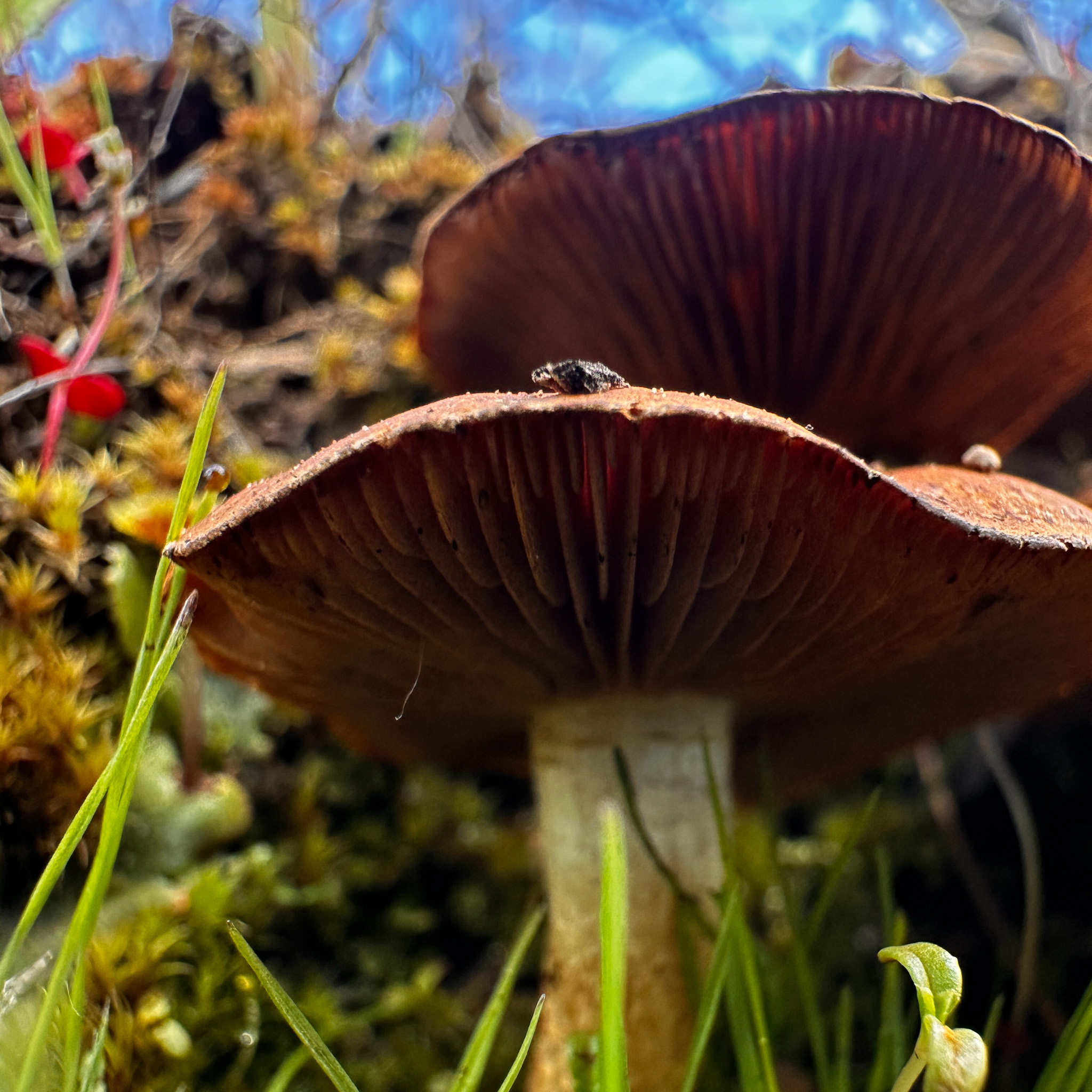 How to ID Mushrooms in Montana