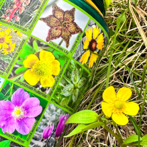 A closeup of the Northern Rockies wildflower field guide sticker showing the sagebrush buttercup photo next to an actual flower on the grass.