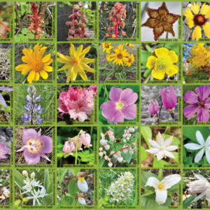 Image of a the field guide sticker for Pacific Northwest Wildflowers, showing a photo of each flower species in a grid with its scientific and common names.