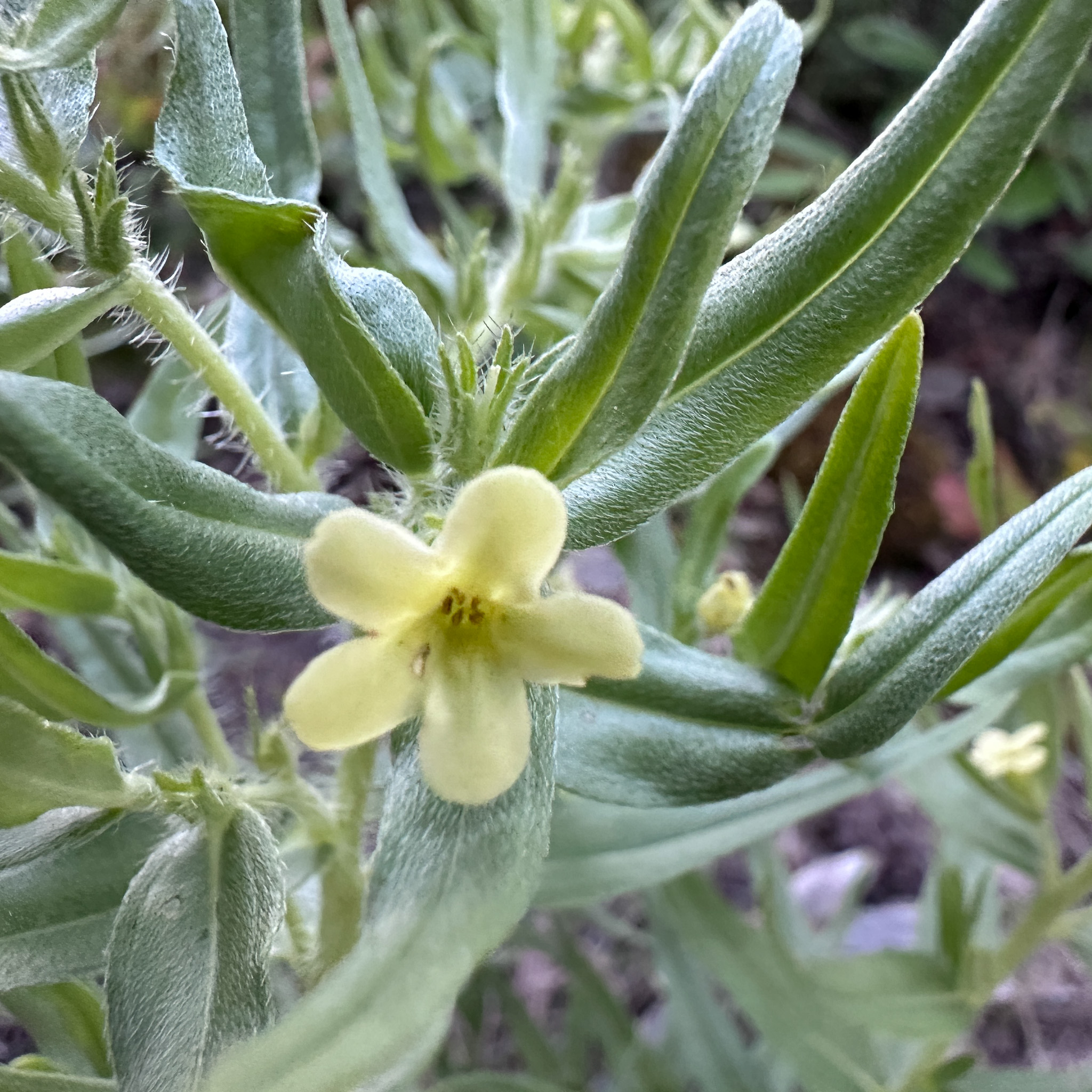 Best Resources for Wildflower ID in Montana and the Rocky Mountains