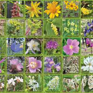 Image of a the field guide sticker for Lone Pine State Park Wildflowers, showing a photo of each flower species in a grid with its scientific and common names.